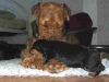 Adele_mit_welpen_13tage